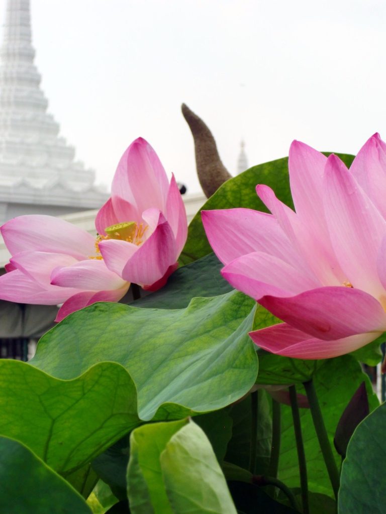 Vinyasa Yoga-Kurse in Seeheim-Jugenheim